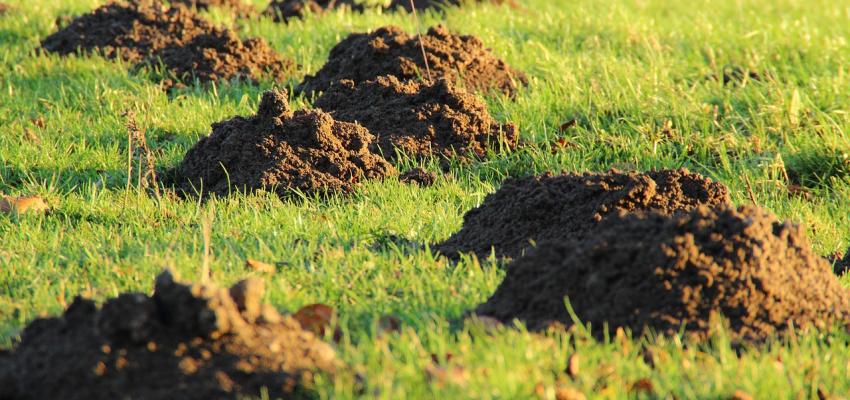 Molehills
