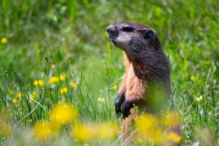 Groundhog