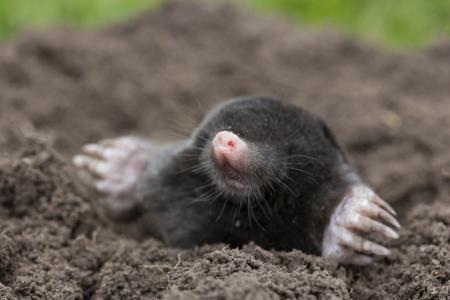 Mole