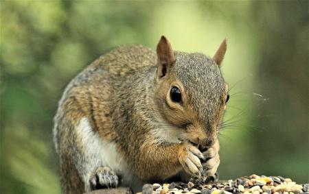 Ground Squirrel
