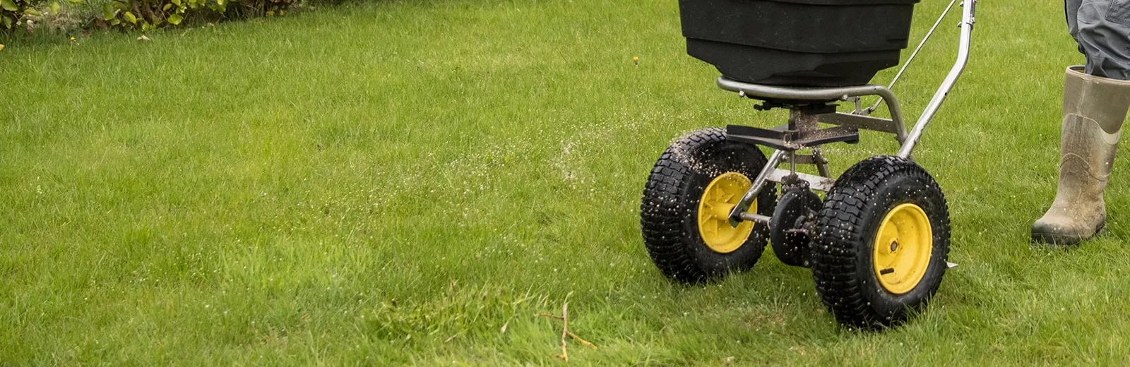 aeration-and-seeding