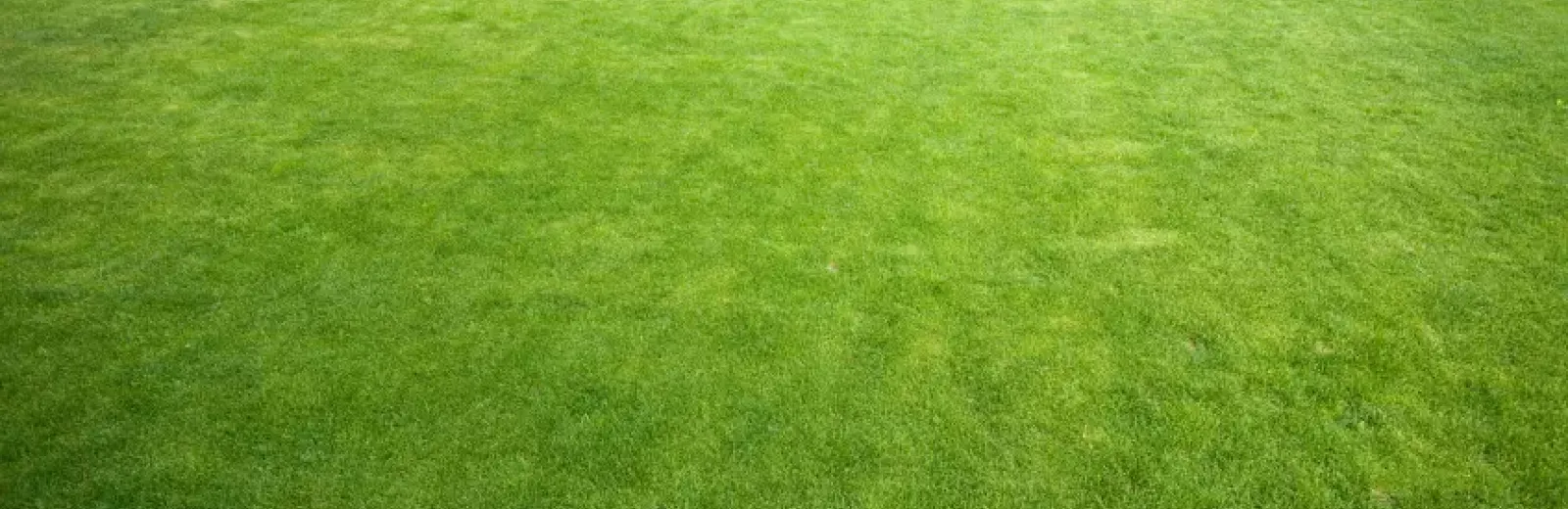 lawn after aeration