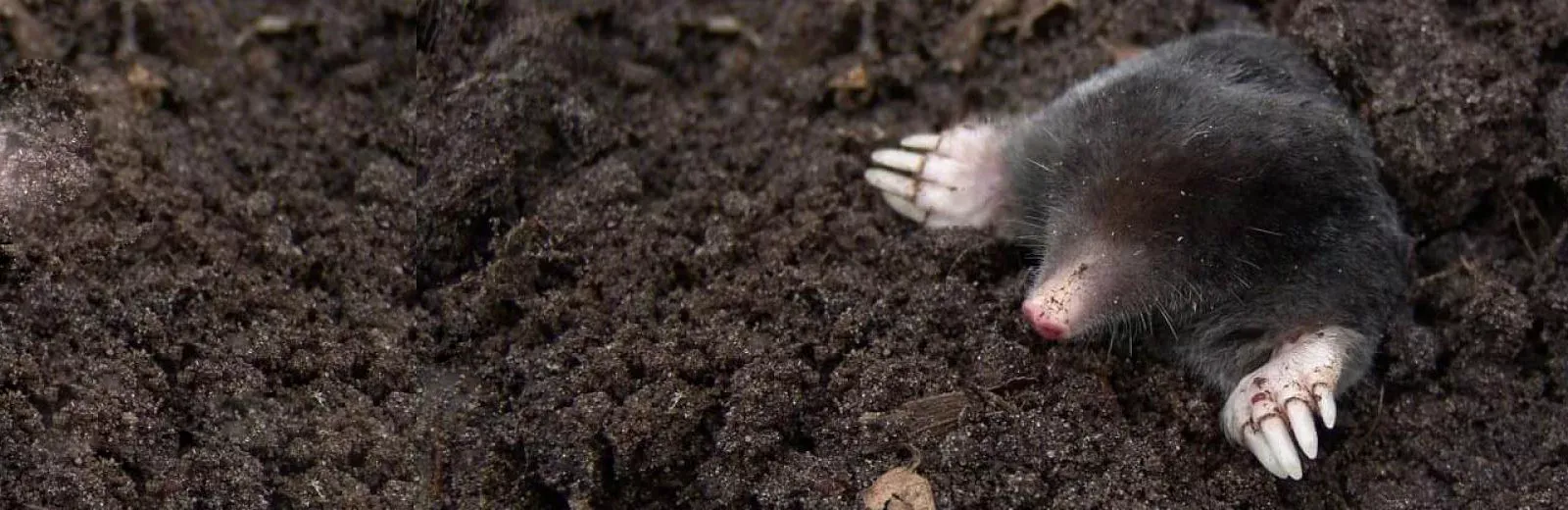 Mole in dirt