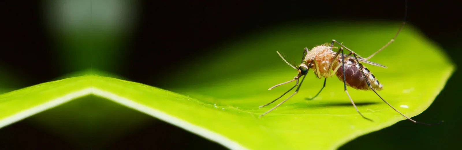 Mosquito on leaf