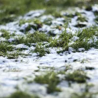 Snow on lawn