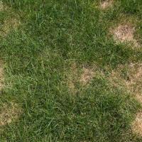 brown patches in a lawn