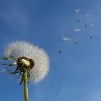 dandelion spreading