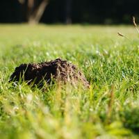 Molehill in green lawn