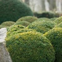 green shrubs in a front yard