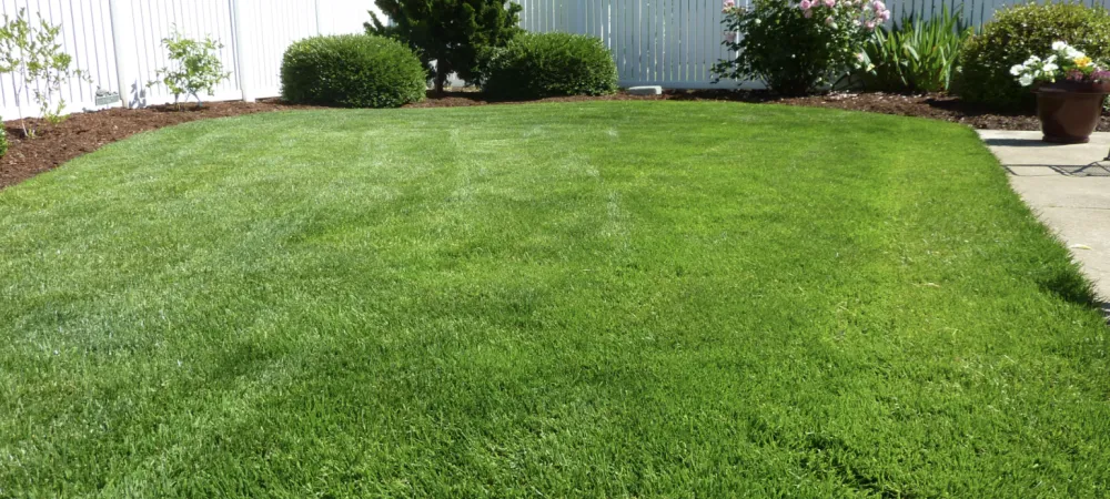 summer lawn