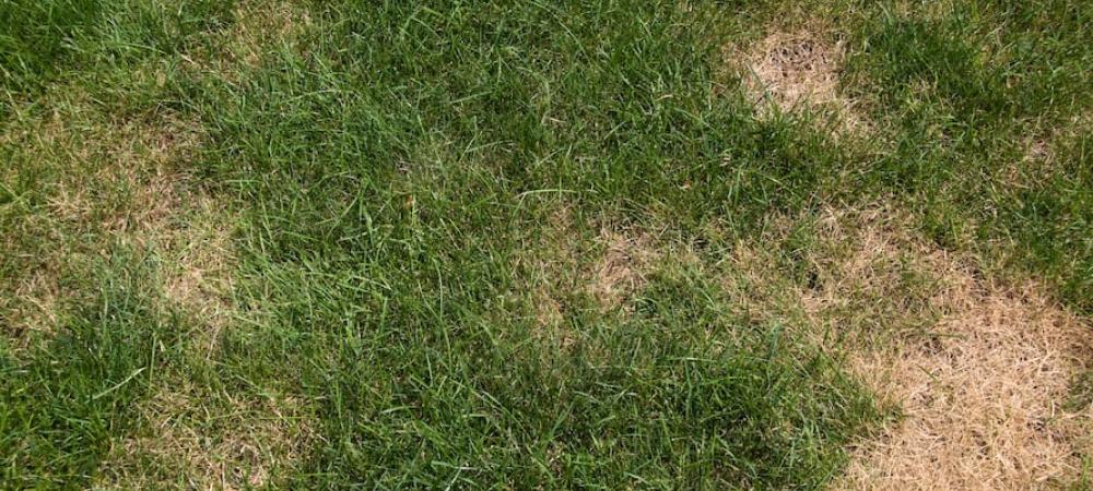 brown patches in a lawn