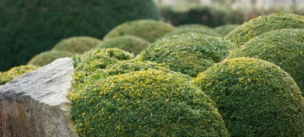 green shrubs in a front yard