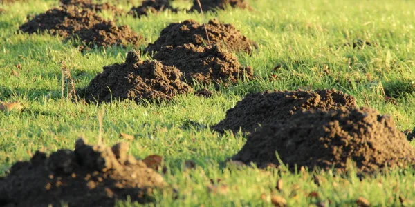 Moles