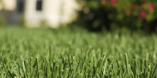 Lawn