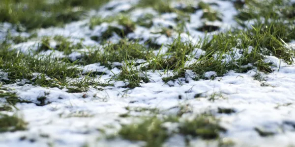 Snow on lawn