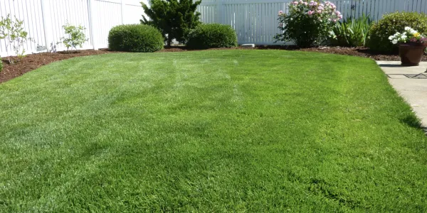 summer lawn 