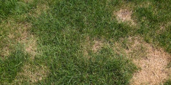 brown patches in a lawn