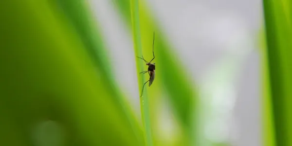 mosquito in yard