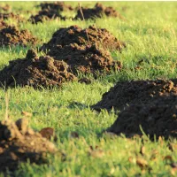 Moles
