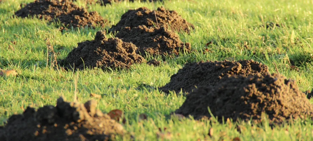 Moles