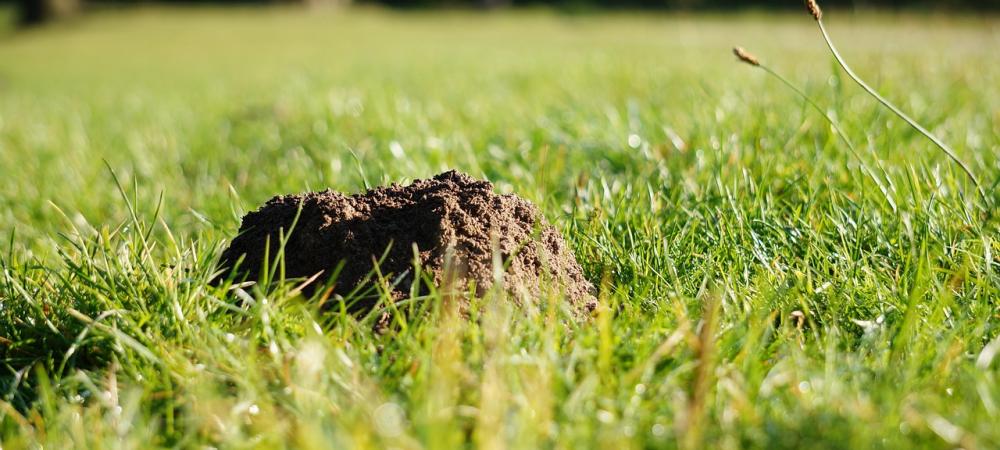 Mole Hole in Yard
