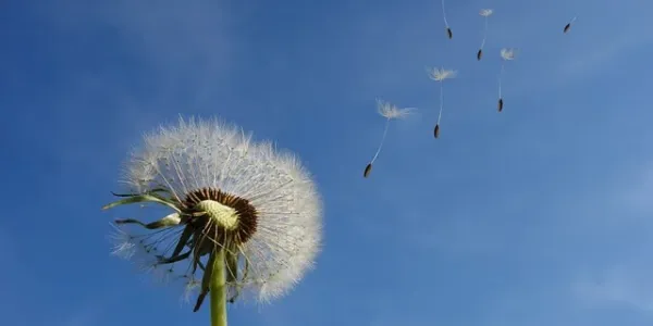 dandelion spreading