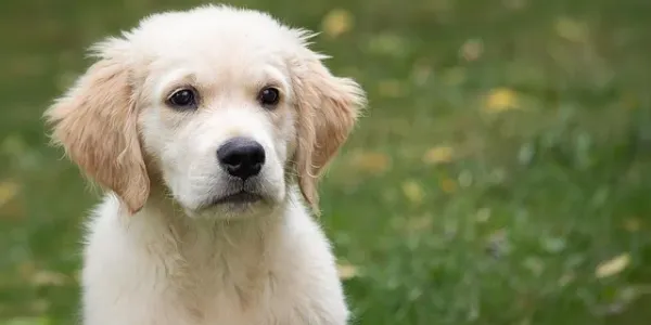 dog-with-fleas
