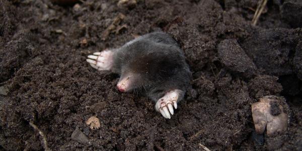 Moles Sticking His Head Out of a Mole Hill
