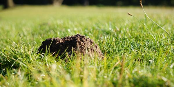 Molehill in green lawn