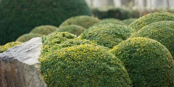 green shrubs in a front yard